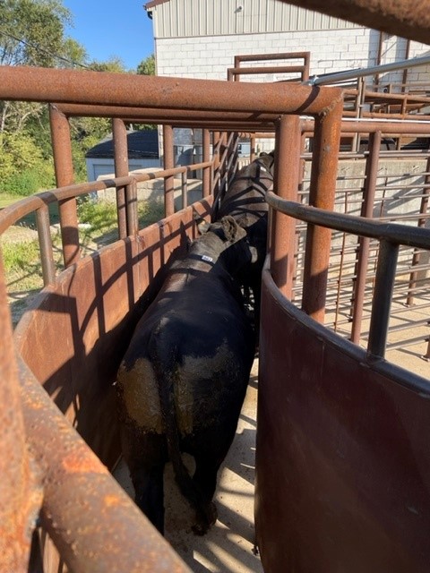 Cattle moving through a Parker Welding fabricated alley